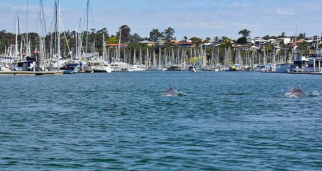 Dolphins come to investigate the marina at Manly. - Brisbane to Keppel Tropical Yacht Race © RQYS . http:www.rqys.com.au